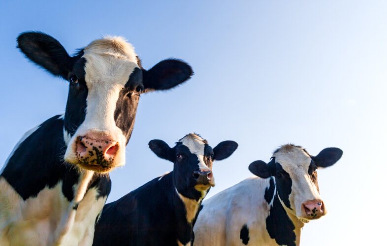 3 cows on a blue sky background - featured image for the news article around multiple sclerosis and beef