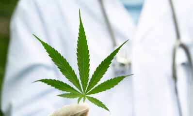 Marijuana leaves in the hands of a medical team Medical background. Featured image for a blog around medical cannabis linked to potential heart risk