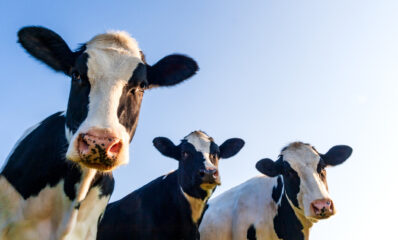 Image of dairy cows
