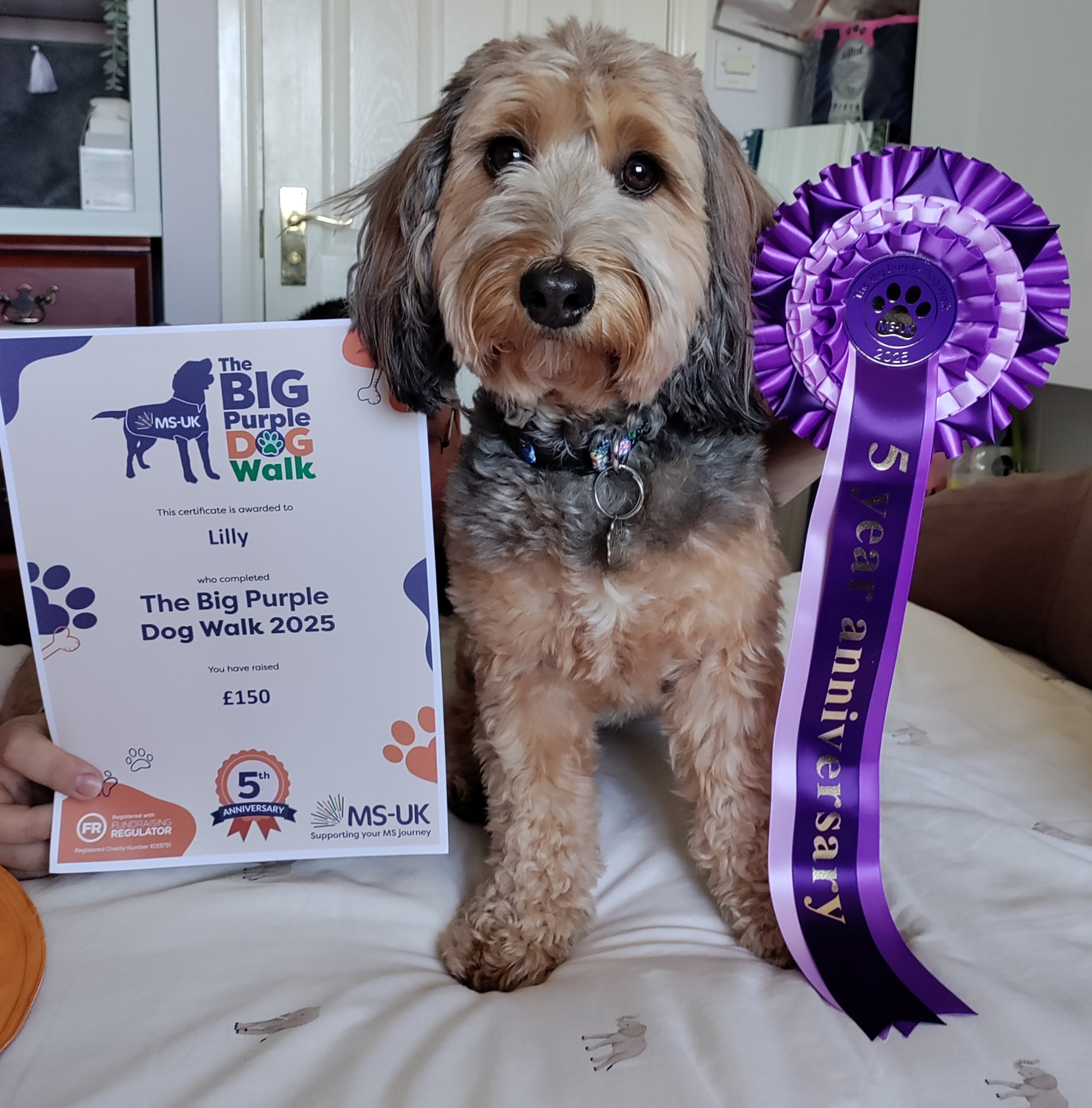 Lilly the dog with her rosette and certificate for the Big Purple Dog Walk